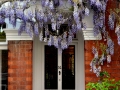 Wisteria over a door